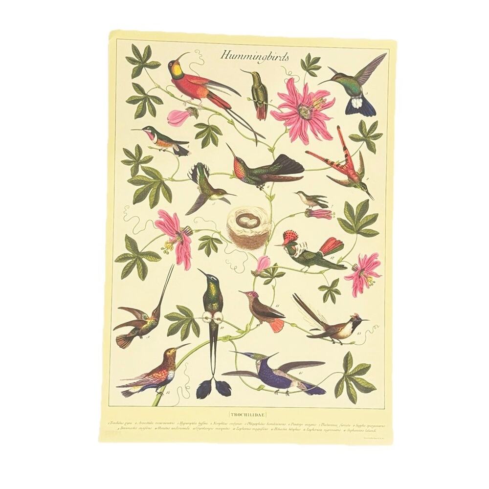 Hummingbirds Trochilidae Paper Print